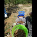 So wird hier Jaggery, Palmzucker aus der Dattelpalme, verkauft